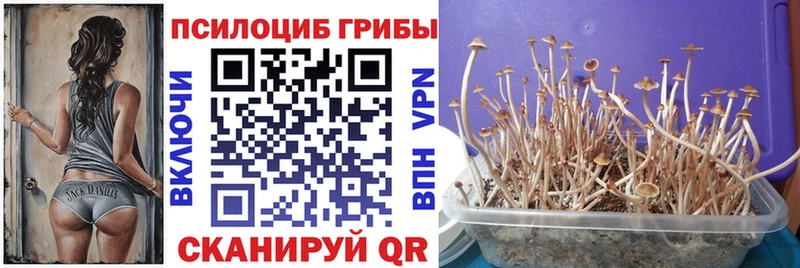 хочу   Кирс  Псилоцибиновые грибы GOLDEN TEACHER 